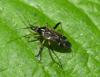 Harpocera thoracica